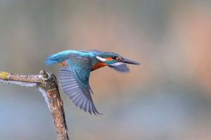 Eisvogel ist Vogel des Jahres 2026