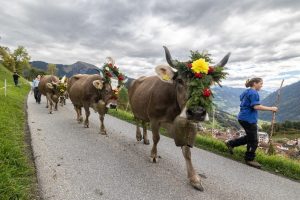 Alp Spektakel: alle Highlights an einem Tag!