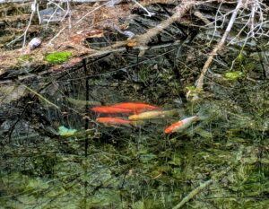 Zierfische illegal ausgesetzt