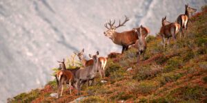 Verstärkte Überwachung der Tuberkulose beim Rotwild wird fortgeführt