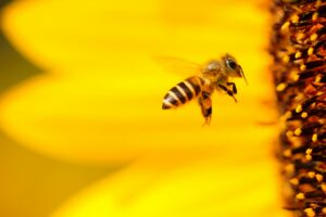 Bienensterben: Vorschriften wurden eingehalten